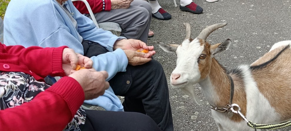 Ziege und Hände der Bewohnerinnen.