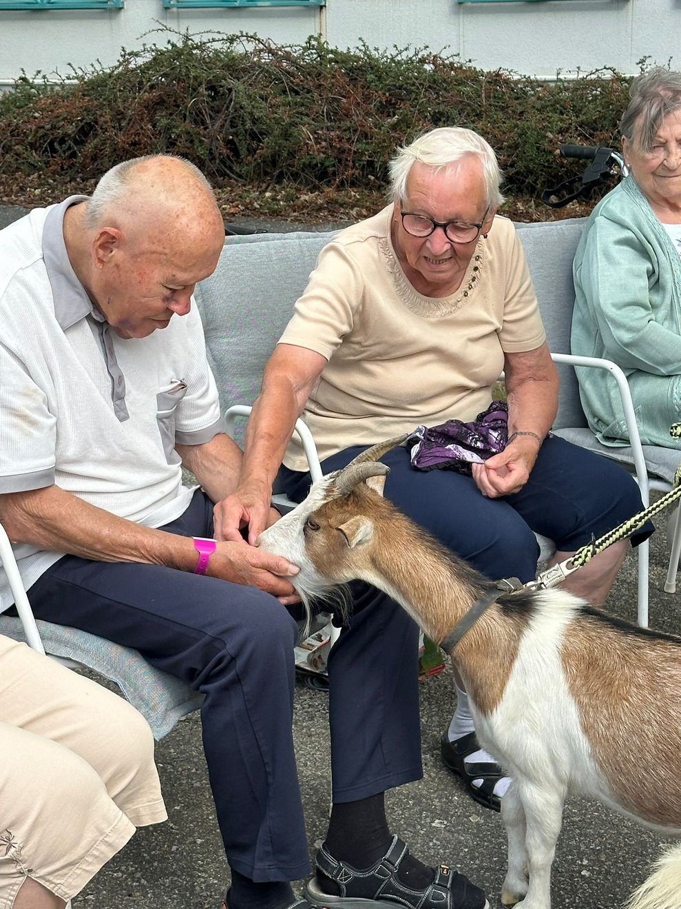 Sitzender Bewohner füttert Ziege.