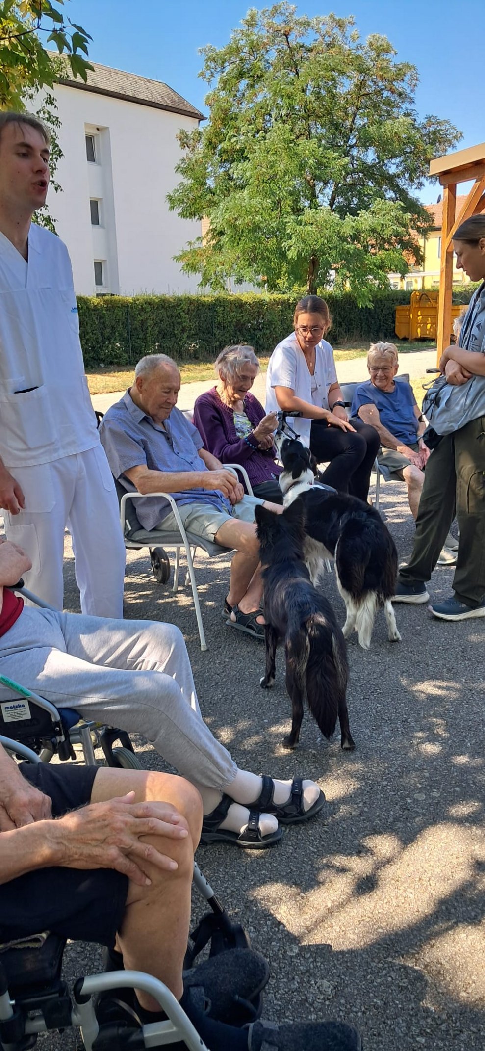 Bewohnerin hält Leckerli für Hund in der Hand. Stehender Hund schaut Bewohnerin an. Anderer Hund steht. Alltagsbegleiter steht und BewohnerInnen schauen zu.