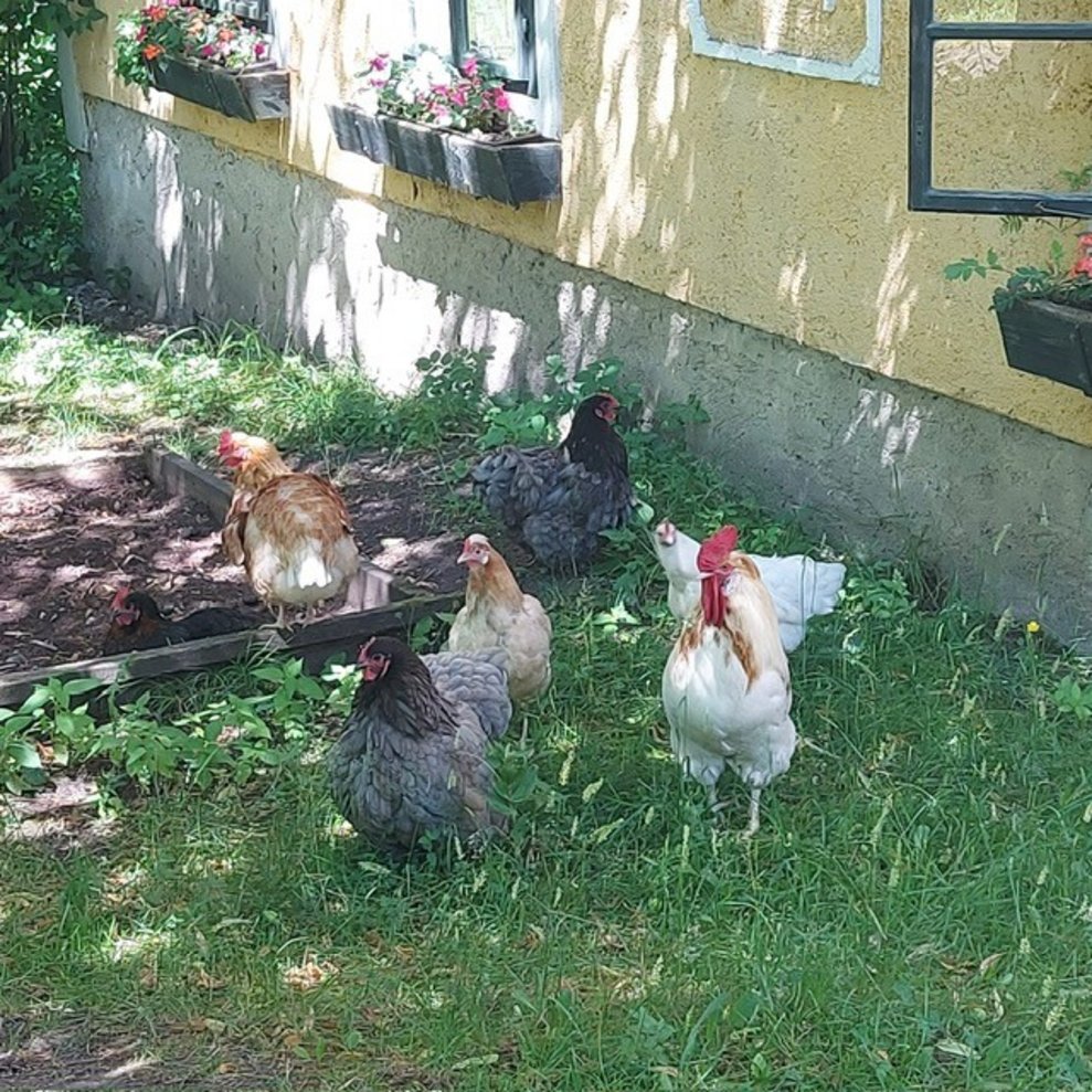Hühner...