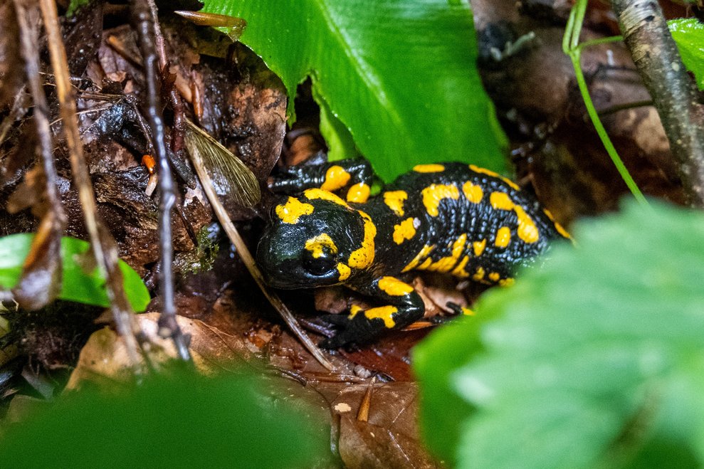Ein Feuersalamander auf dem Waldboden.