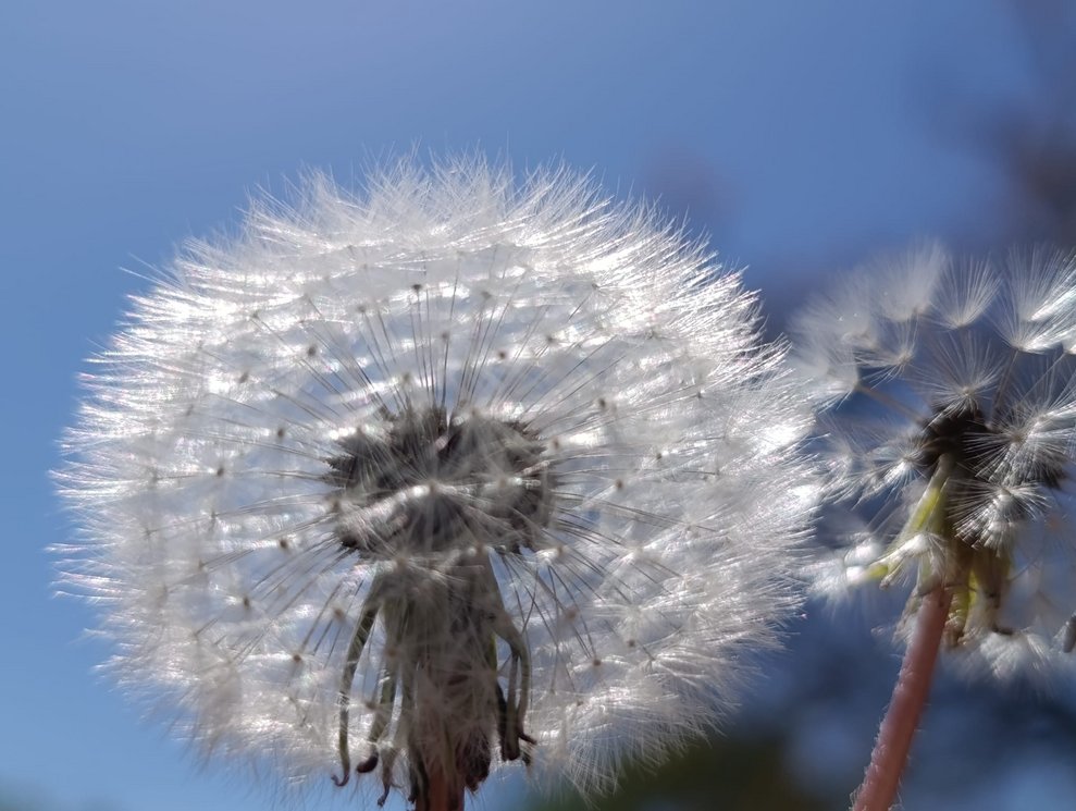 Zwei Pusteblumen.
