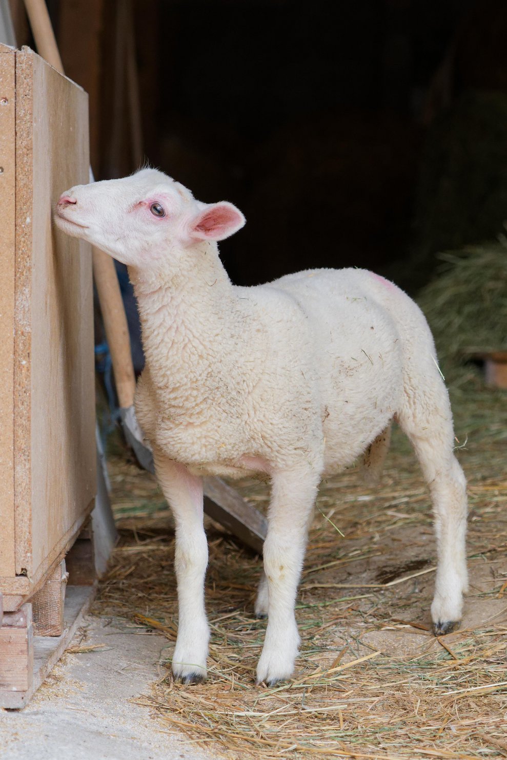 Ein Schaf.