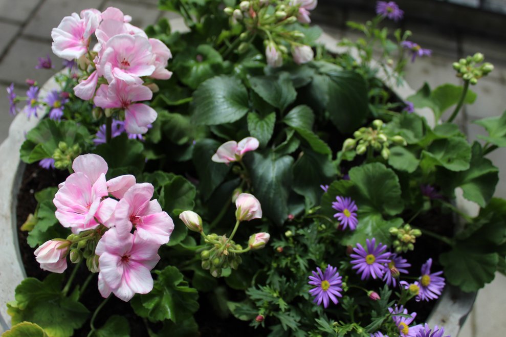 Blühende Blumen im Topf