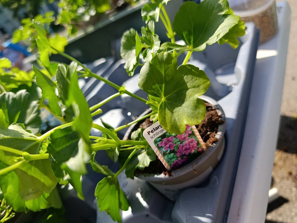 Pelargonien (Noch nicht blühend).