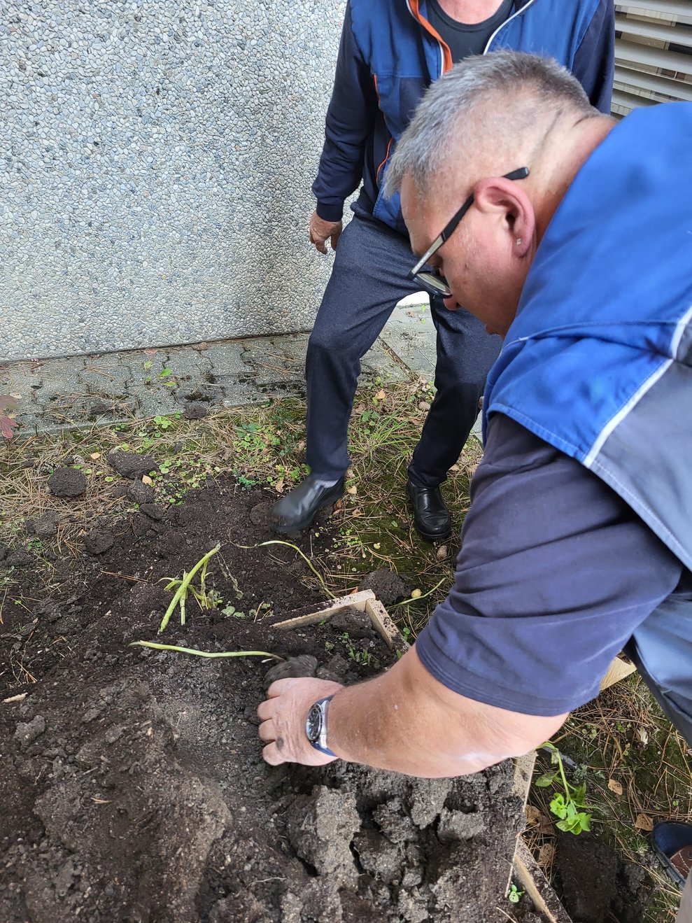 Haustechniker Johann überprüft die Ernte und hilft den BewohnerInnen die Kartoffeln aus der Erde zu klauben.