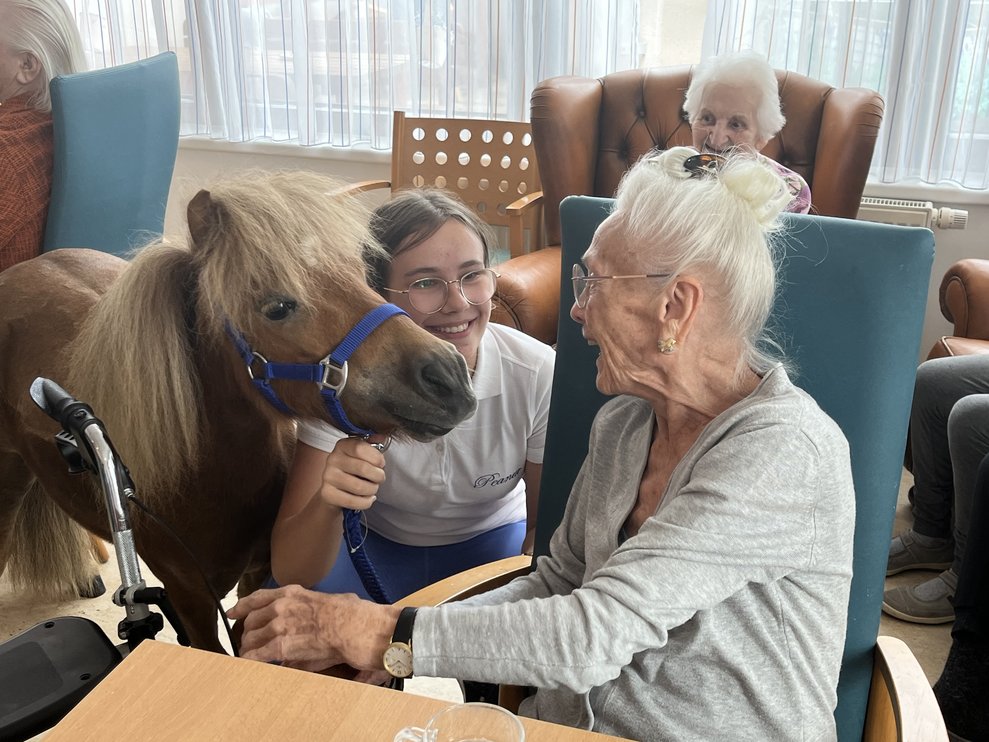 Pony im PBZ