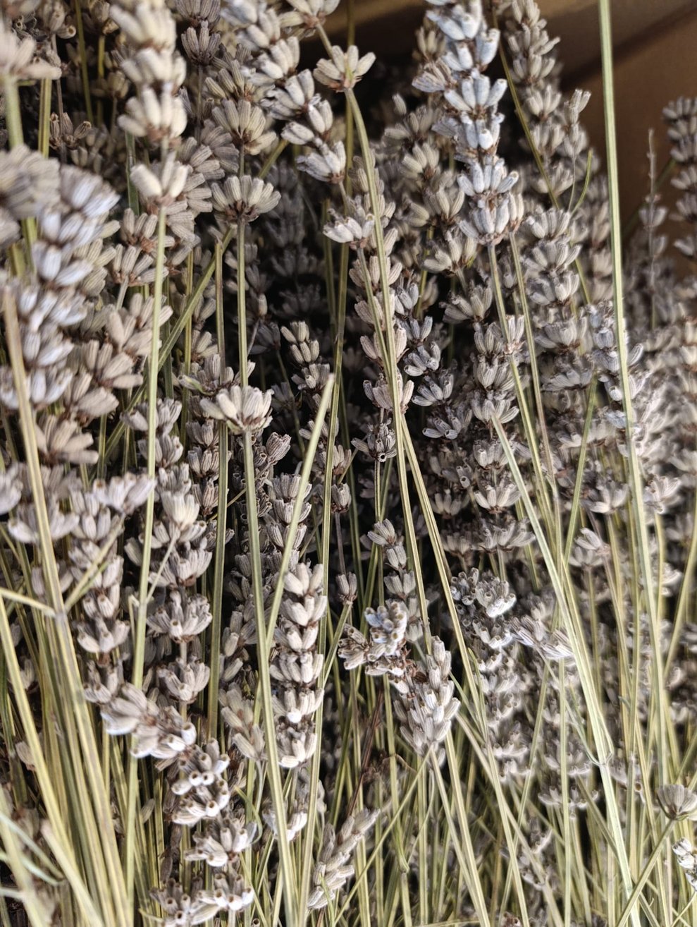 Lavendel