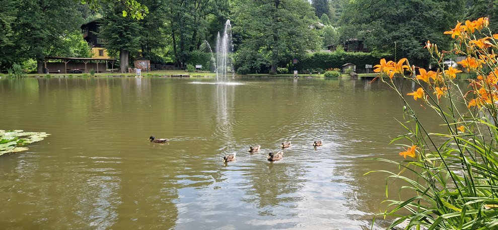 Wir bleiben beim Wasser. Unser Ausflug führt uns weiter zum Teich in Aspang. Idylle pur - Der barrierefreie Spazierweg um den Teich ist für alle leicht zu bewältigen.