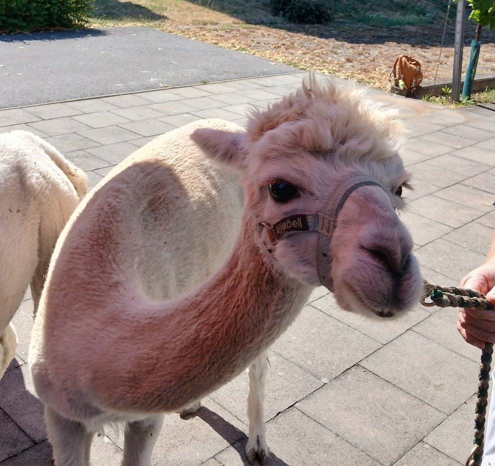 Alpaka