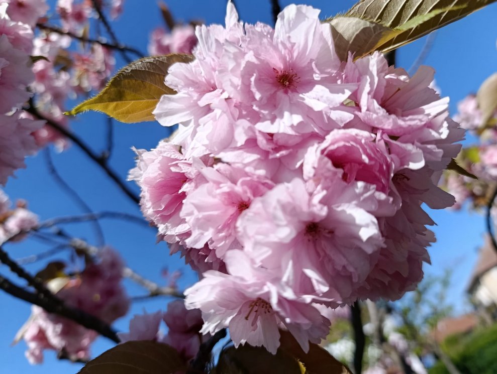 Rosa Blüten vom Baum.