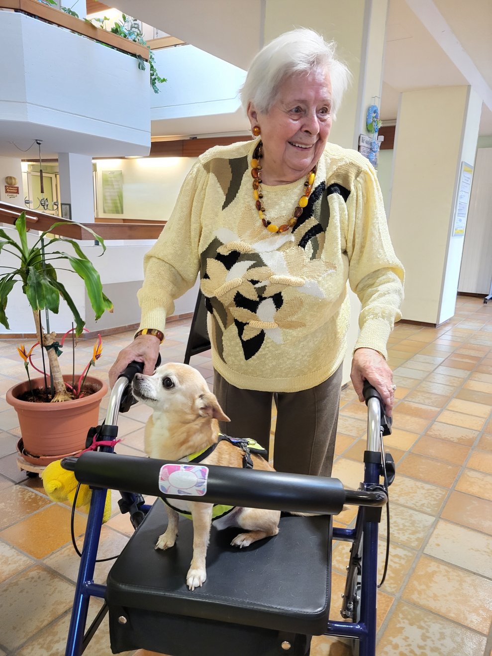 Chihuahua Rüde Konrad ließ sich mit dem Rollator chauffieren.