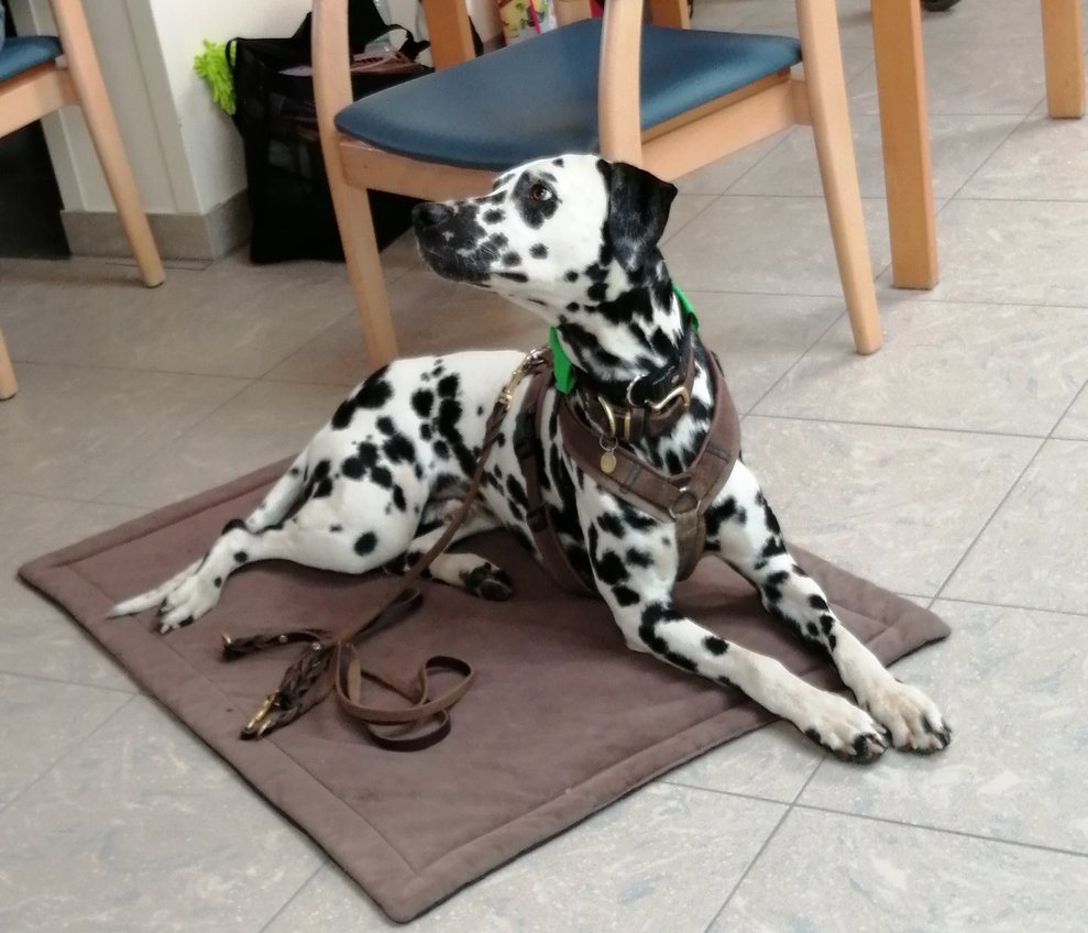 Therapiehund