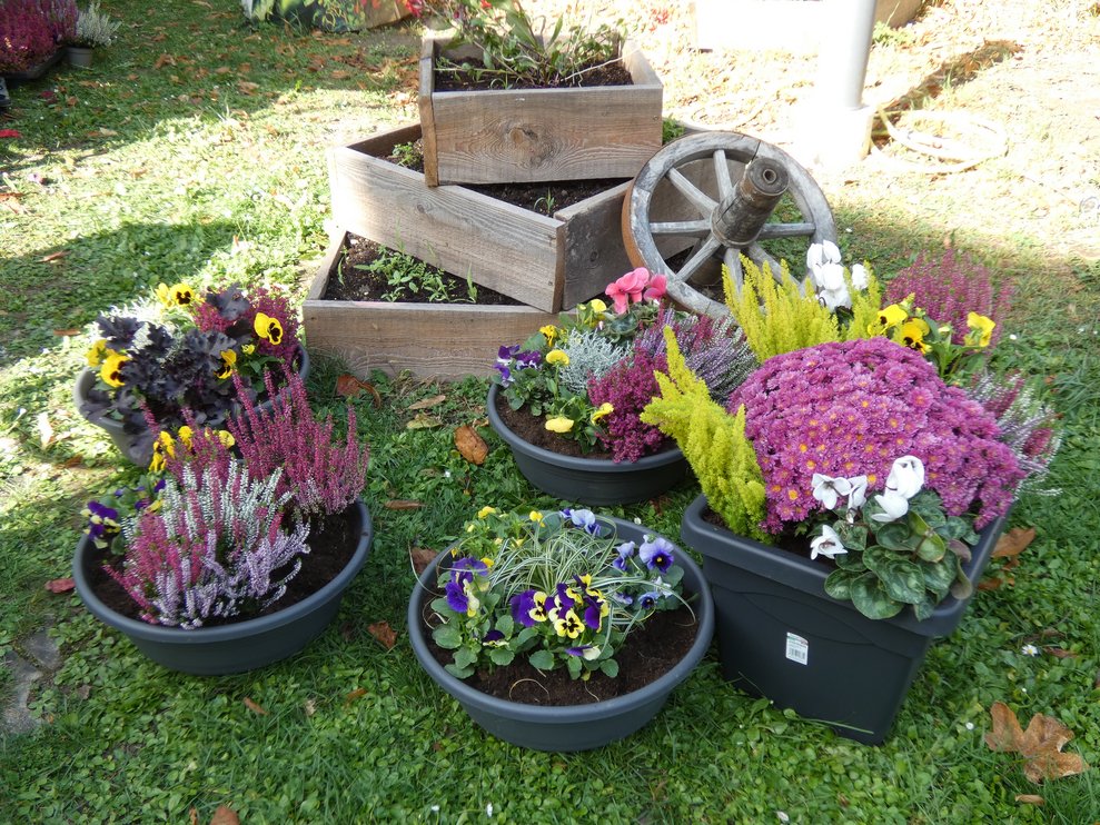 Blumenschalen mit Herbstblumen