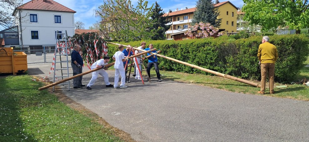 Viele Männer beim Aufstellen des Maibaumes im Garten.