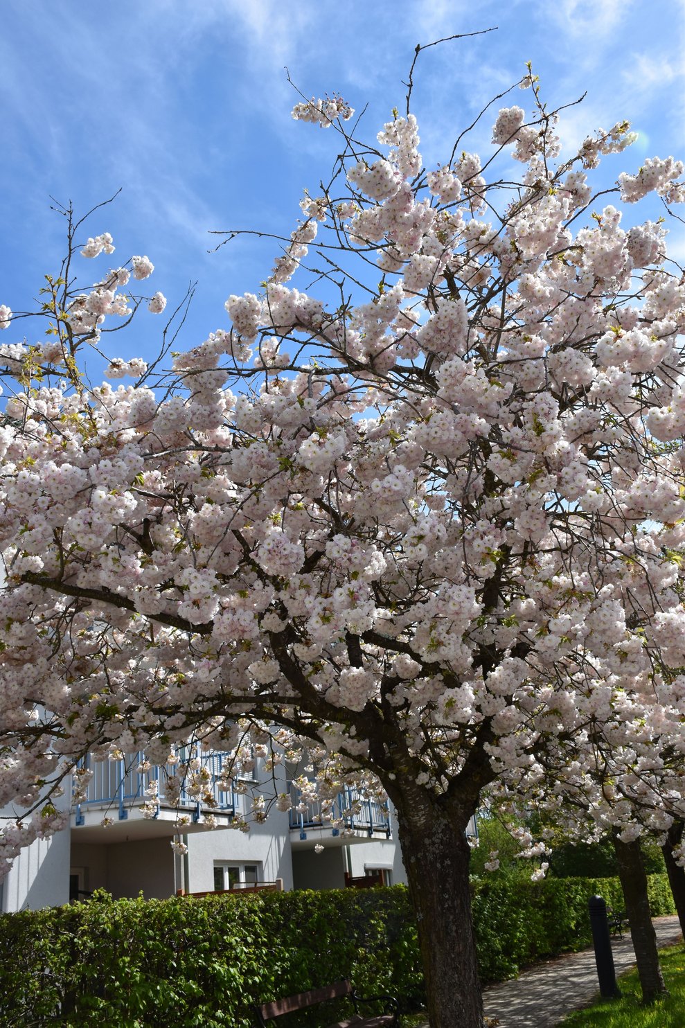 Baum