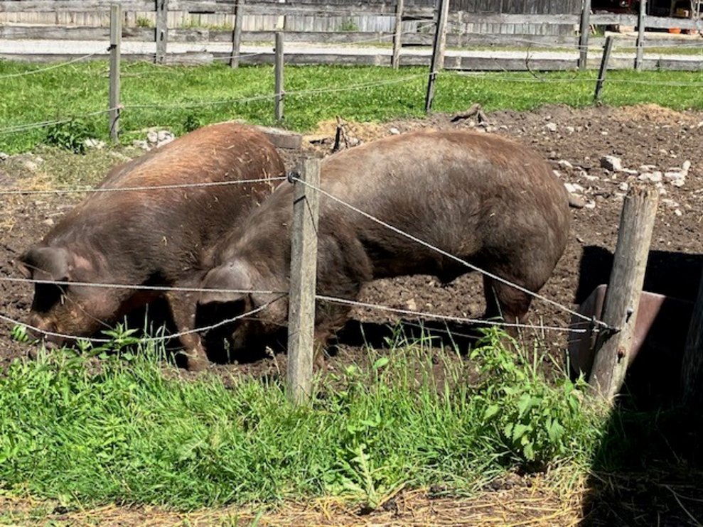 Schweine,...
