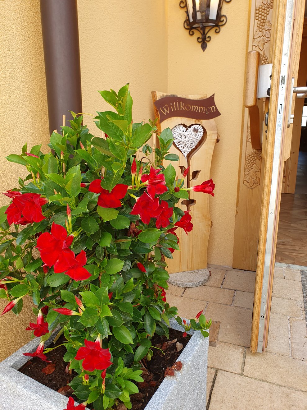 Pflanze mit Willkommens-Schild
