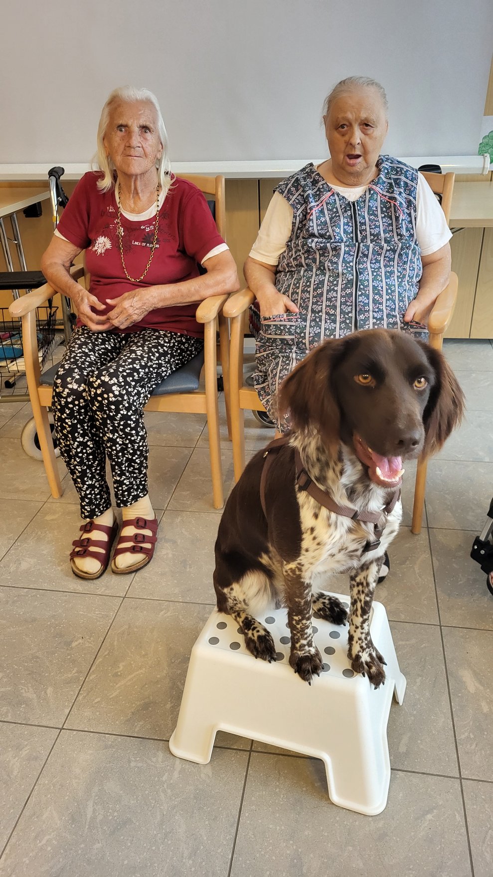 Hund mit Bewohnerinnen