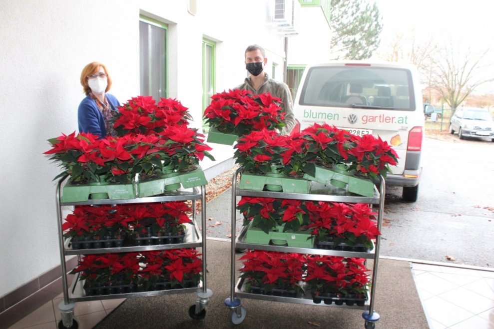 Viele Weihnachtssterne stehen nebeneinander.