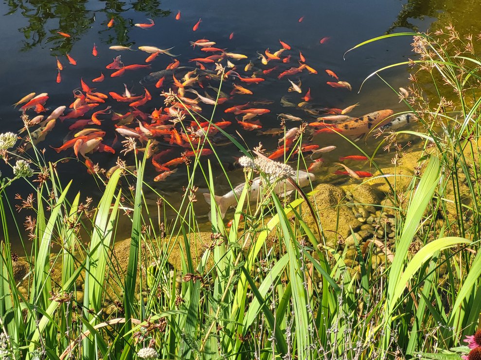 Fische im Teich
