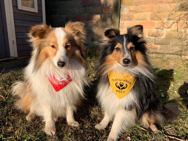 Therapiehunde