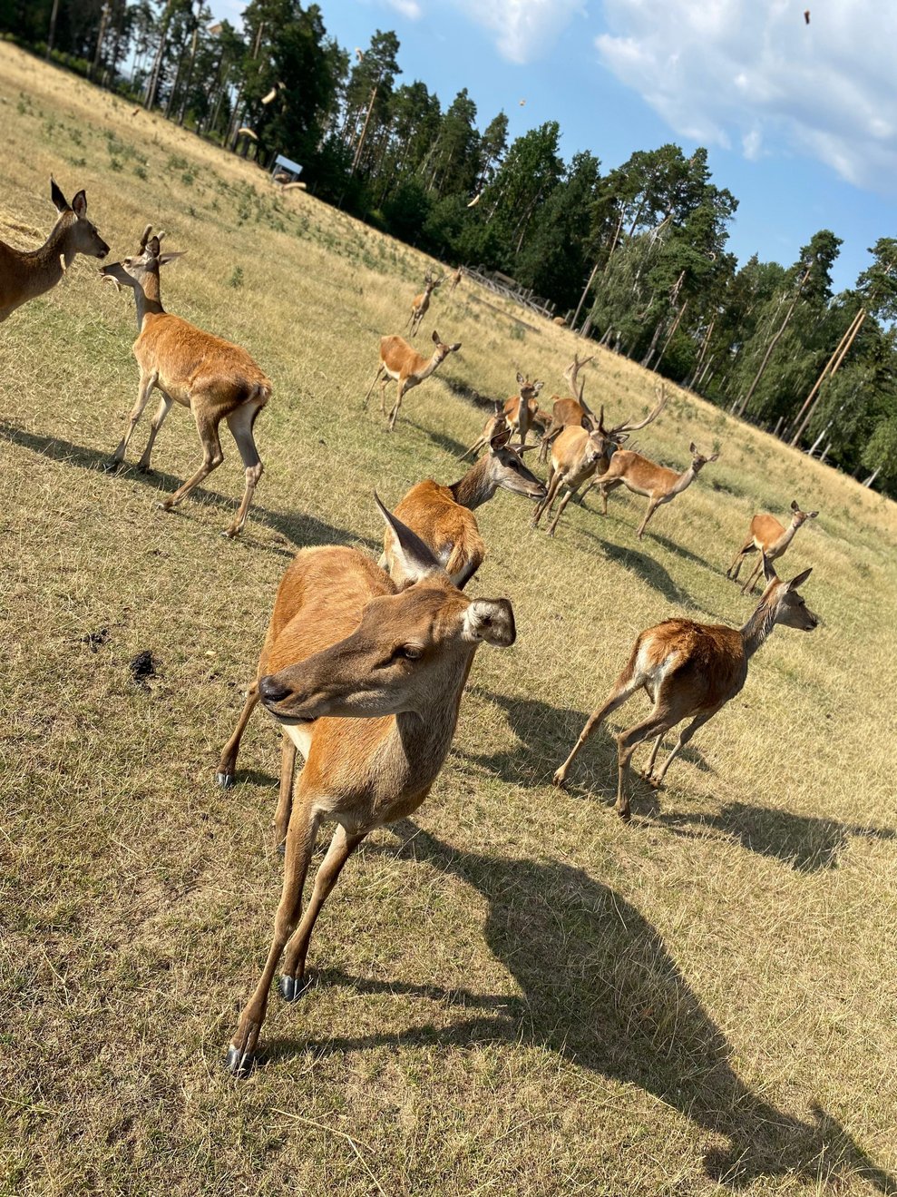 Wildtiere.