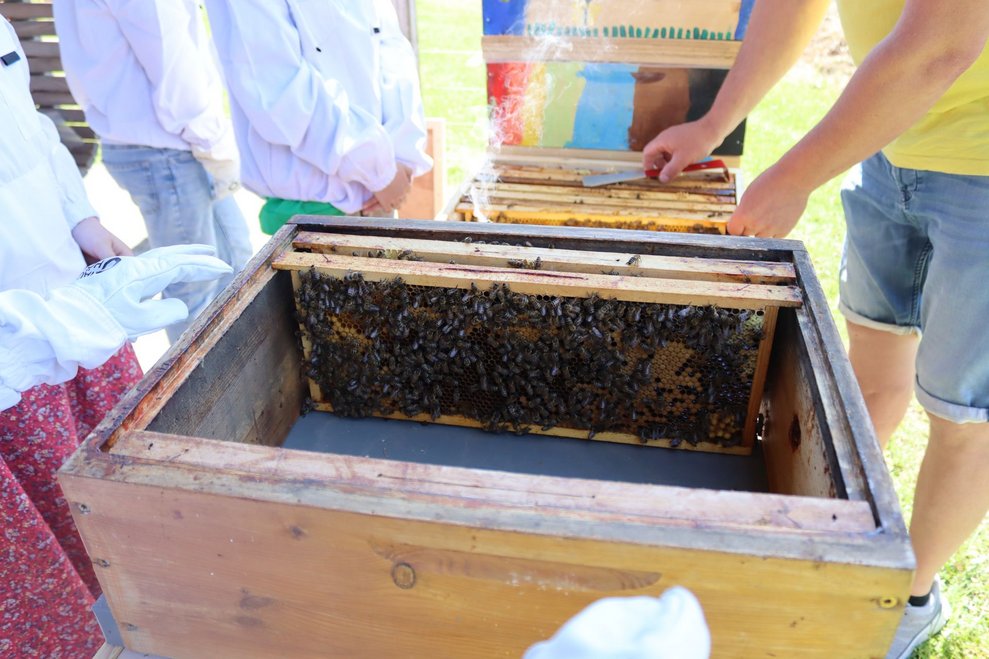 Bienenprojekt