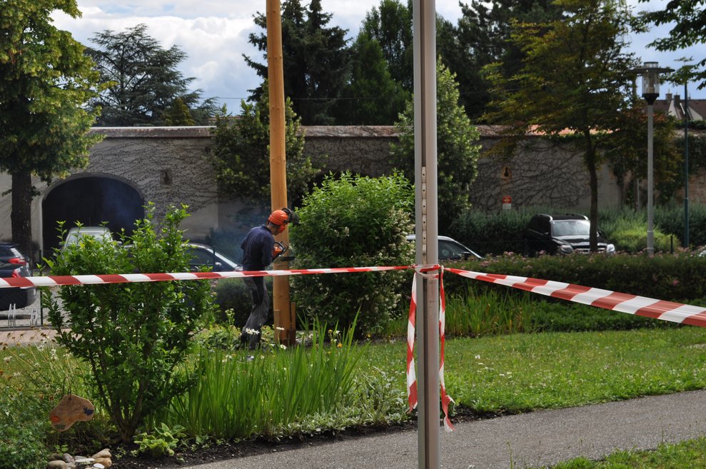 ein Mann sägt mit einer Motorsäge den Maibaum um