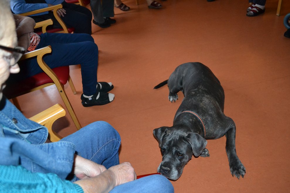 Spielender Hund