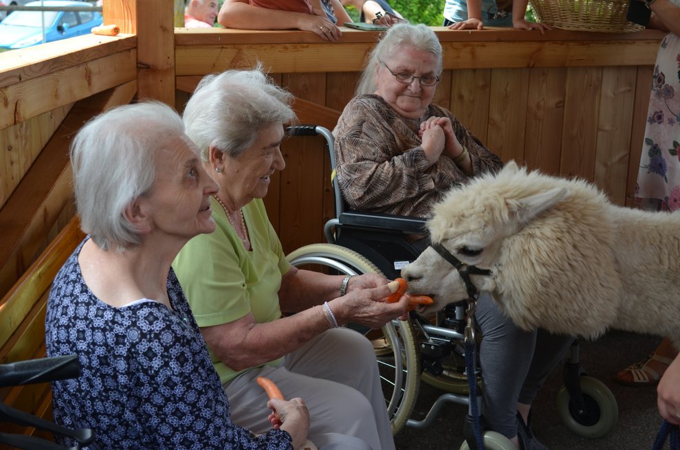 Bewohnerinnen füttern Alpakas