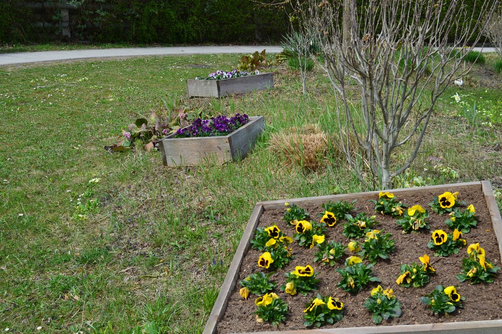 Blumen in einem Beet.