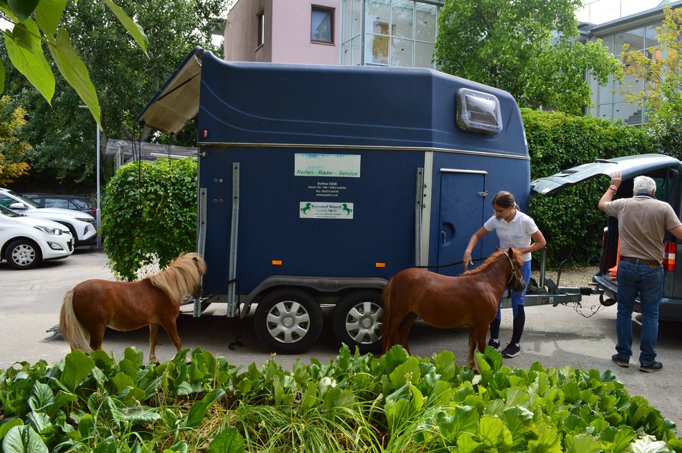 Zwergponys