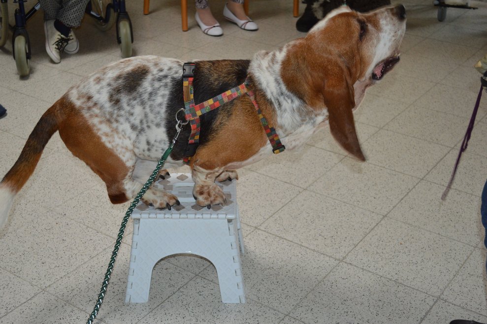 Therapiehund Monty