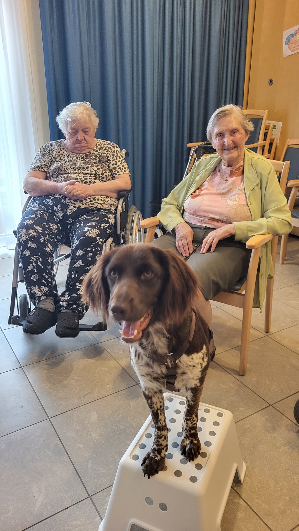 Hund mit Bewohnerinnen