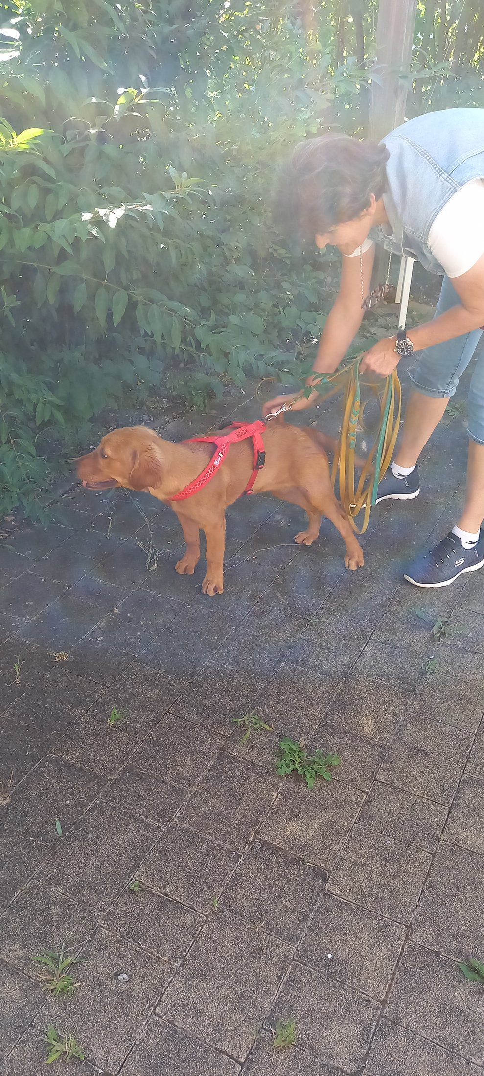 Suchhunde 4