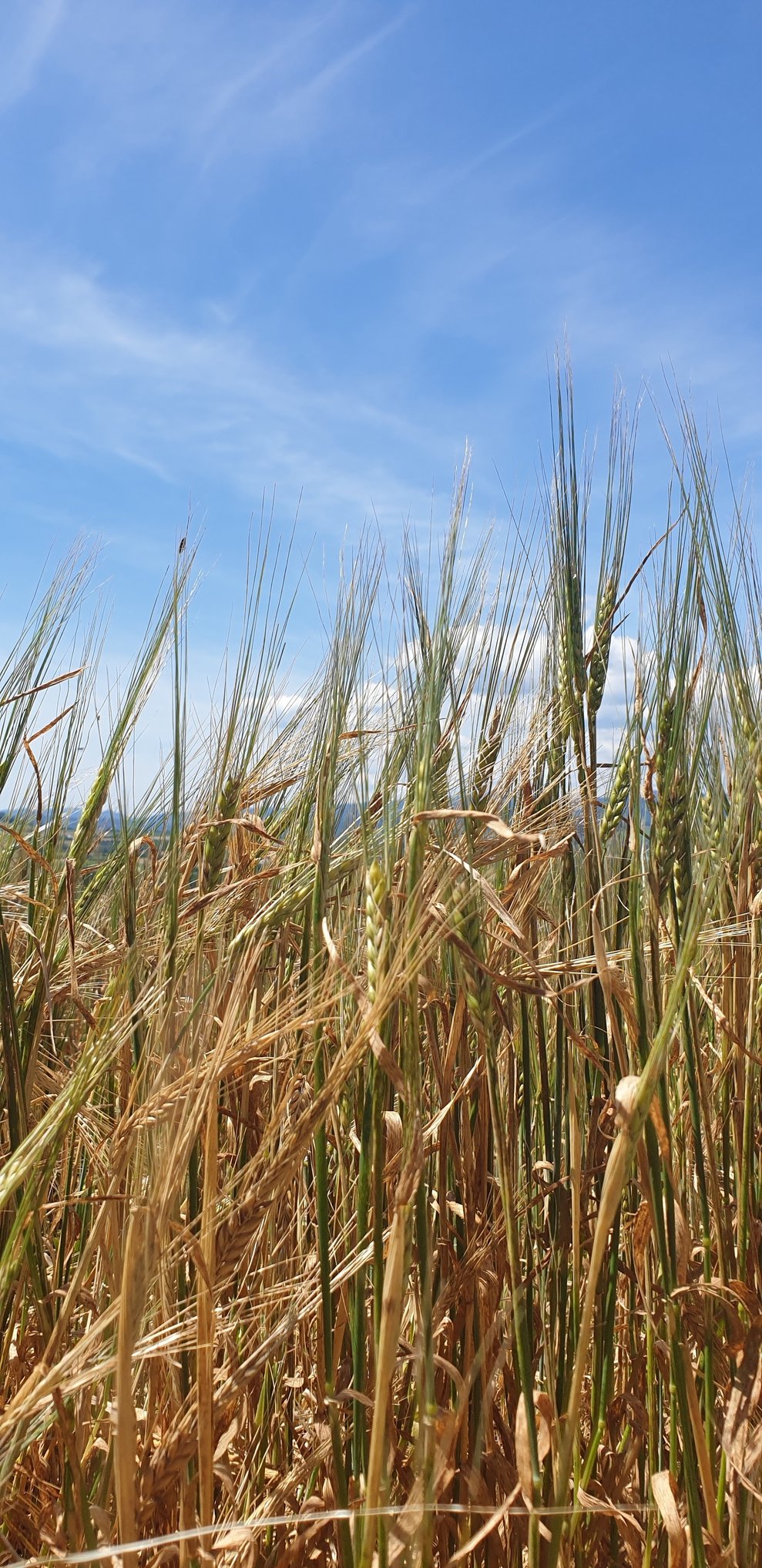 Ein Feld.