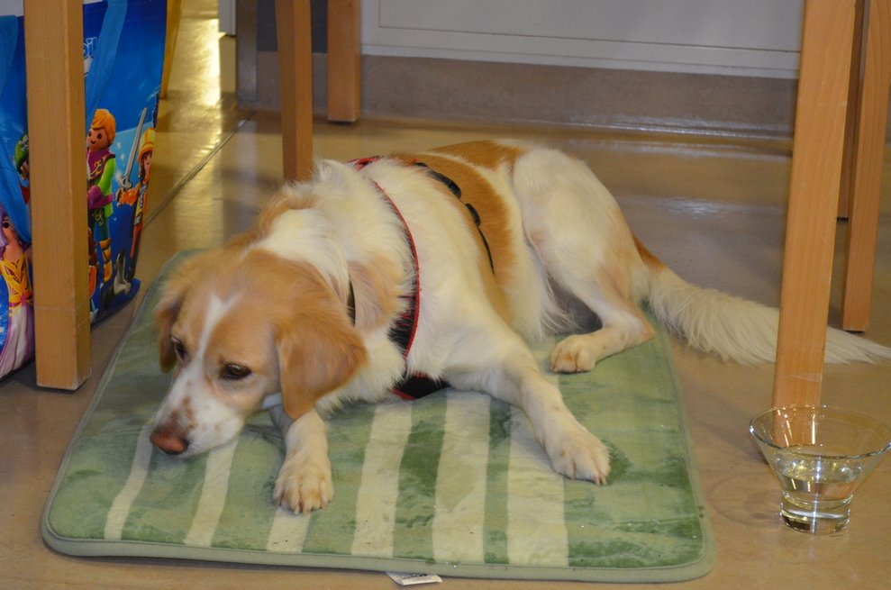 Hund schläft