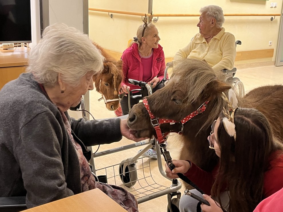 Ponys im PBZ Klosterneuburg