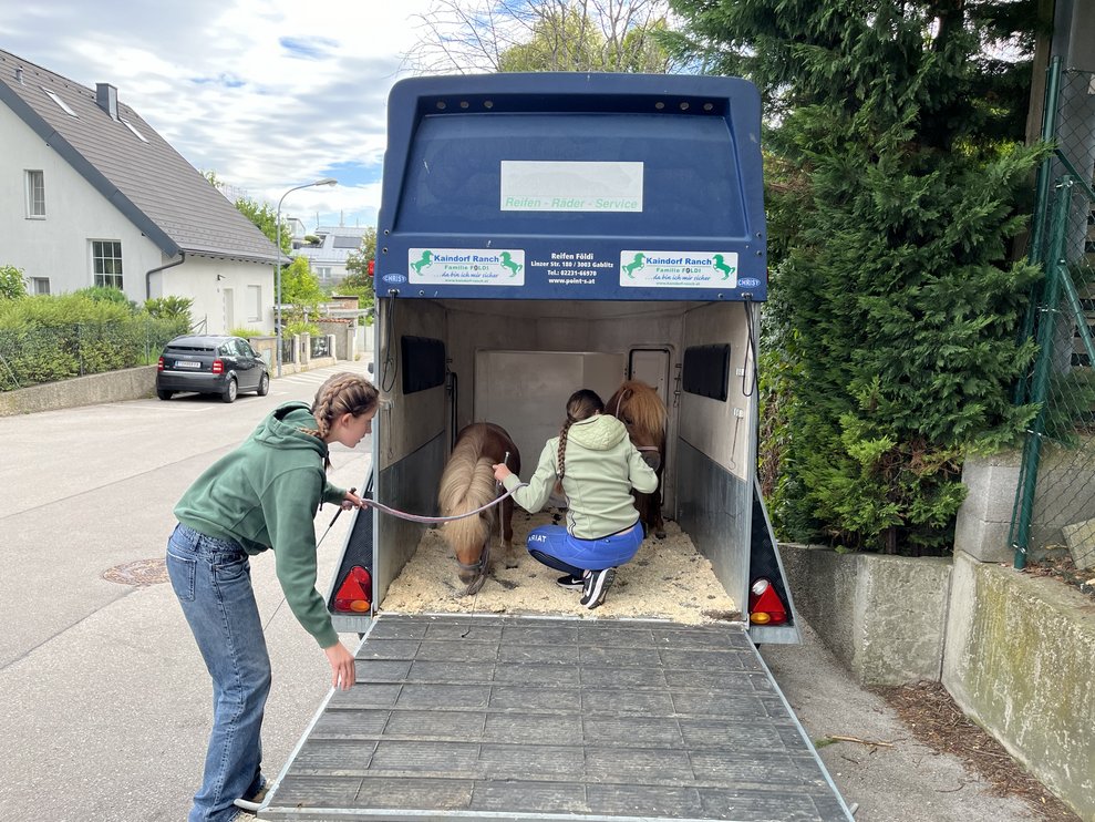 Ponys im Anhänger