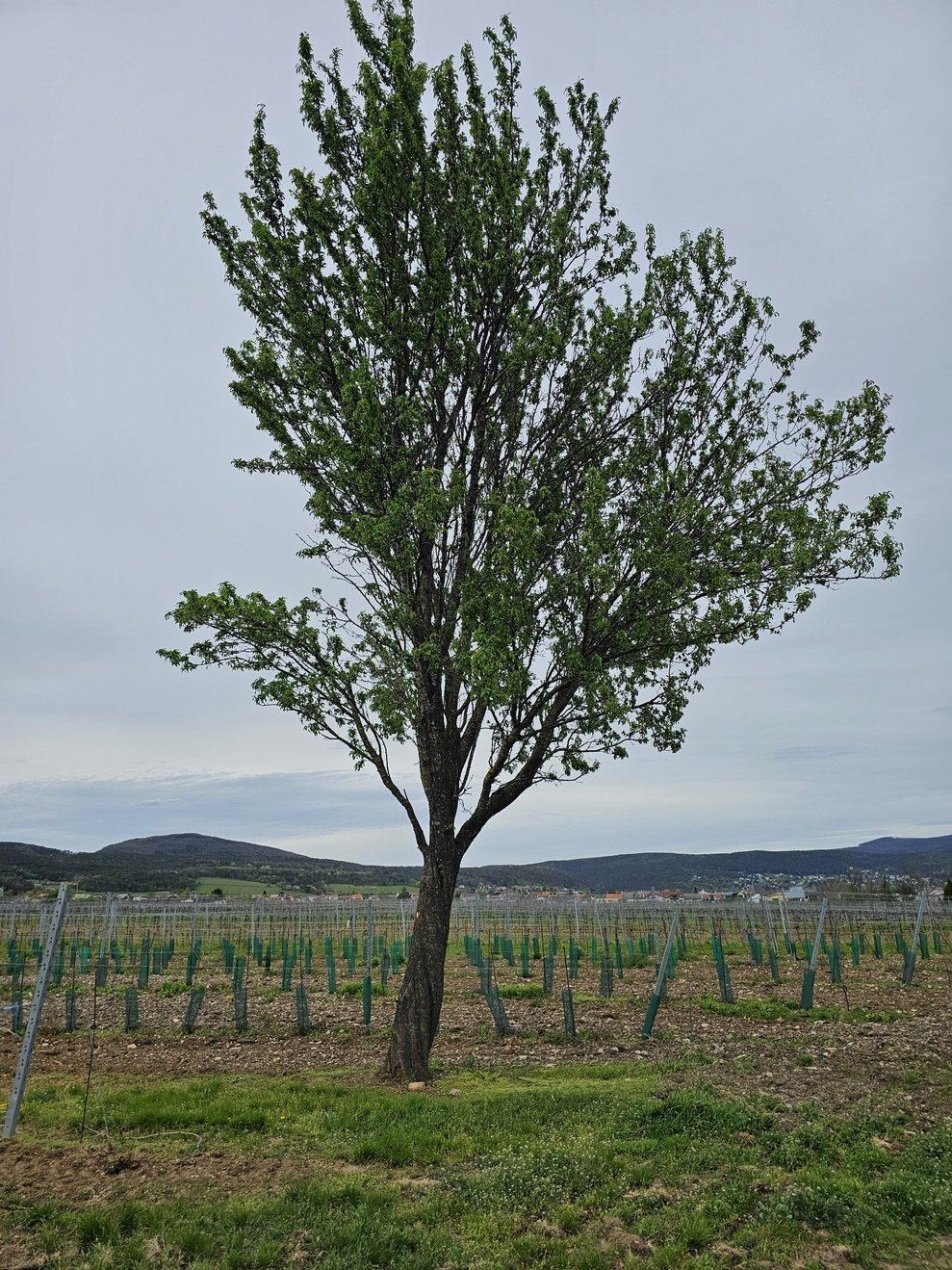 Noch blüht dieser Baum nicht aber bald werden wir ihn bewundern können mit seinen vielen rosa Blüten.