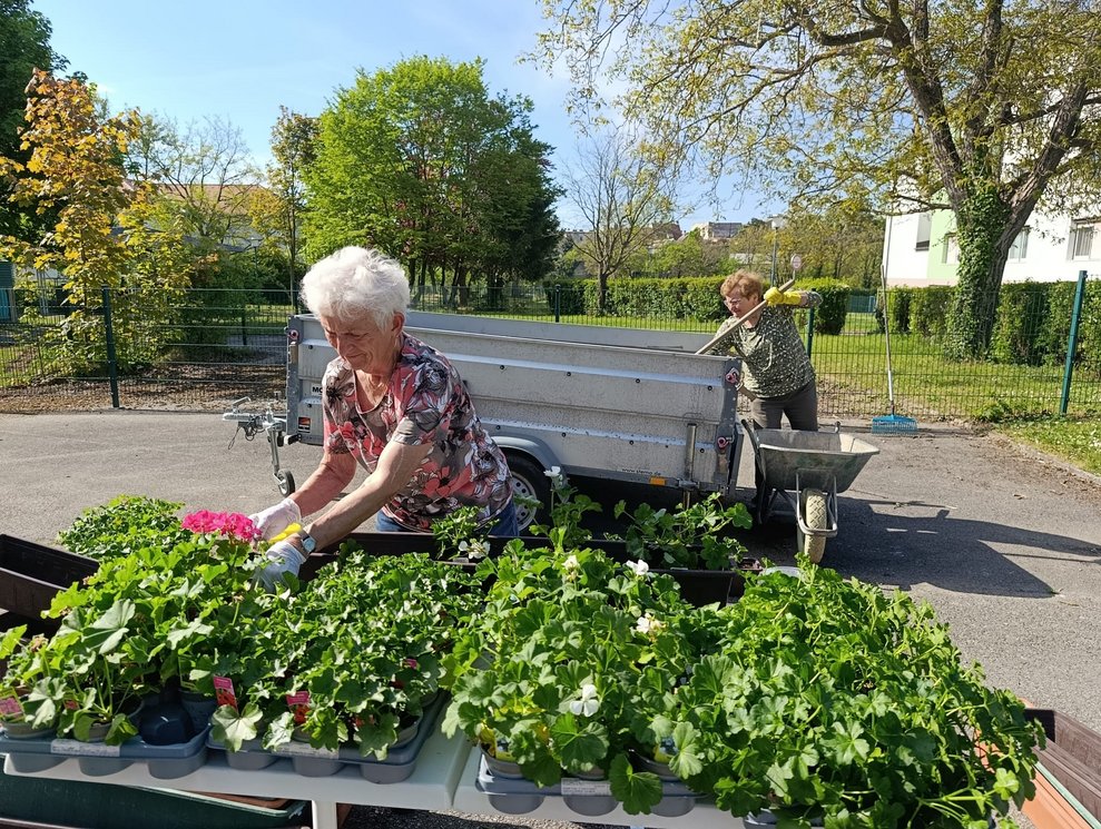  Ehrenamtlich Tätige beim Pelargonien in Blumenkisterl einsetzen. Ehrenamtlich Tätige mit Scheibtruhe beim Anhänger um Blumenerde zu holen.