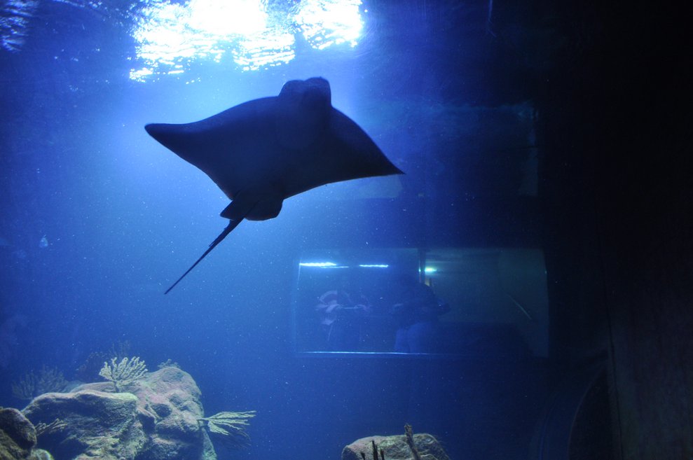 ein Rochen in einem Aquarium
