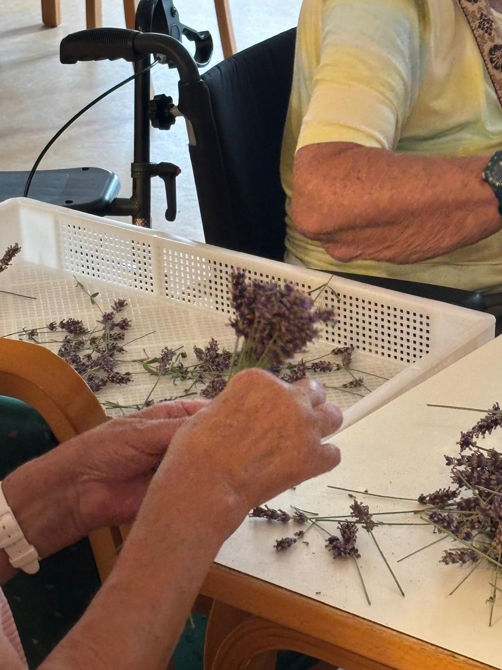 Hände beim Abrebeln vom Lavendel.