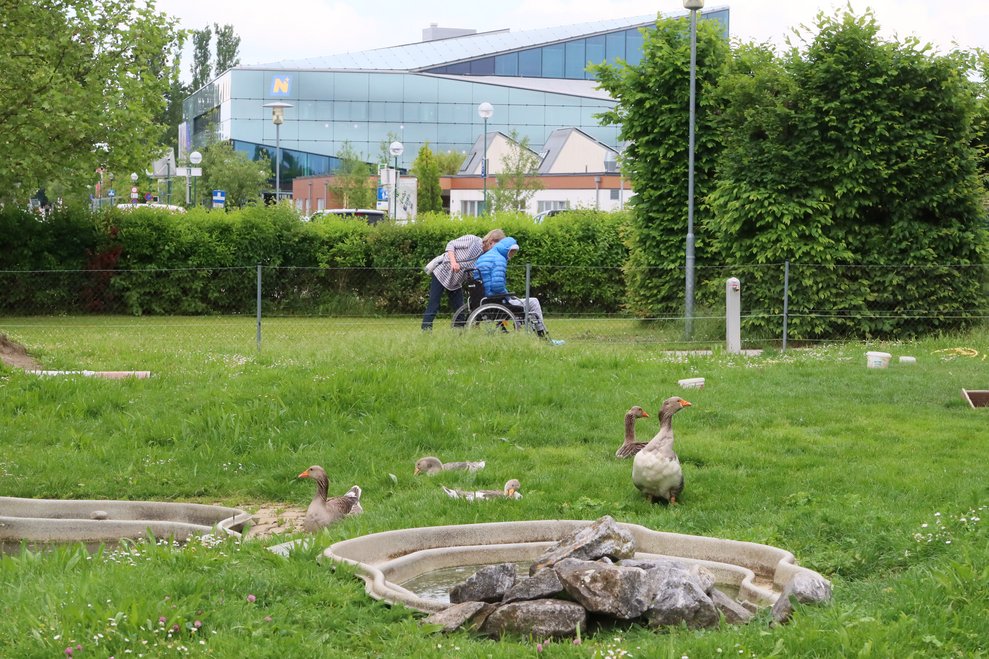 Gänse