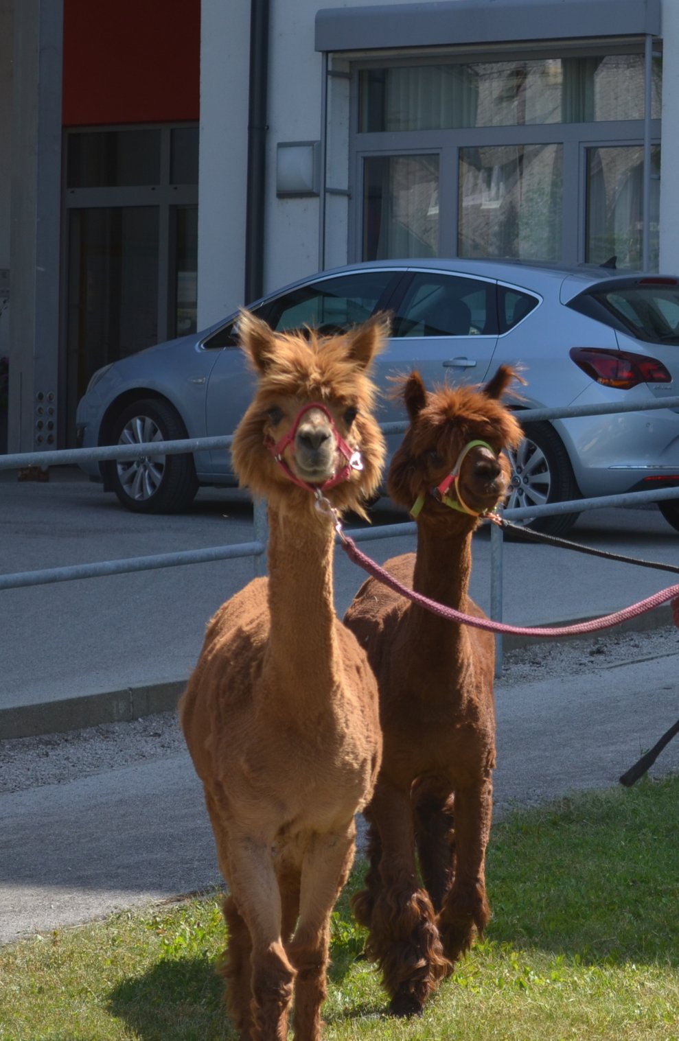 Alpakas am Weg zu den Bewohnern