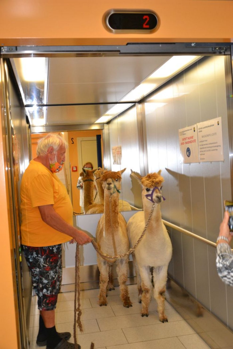 Zwei Alpakas in einem Aufzug.