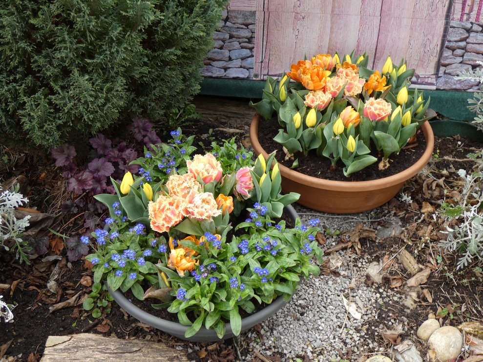 Frühlingsblumen