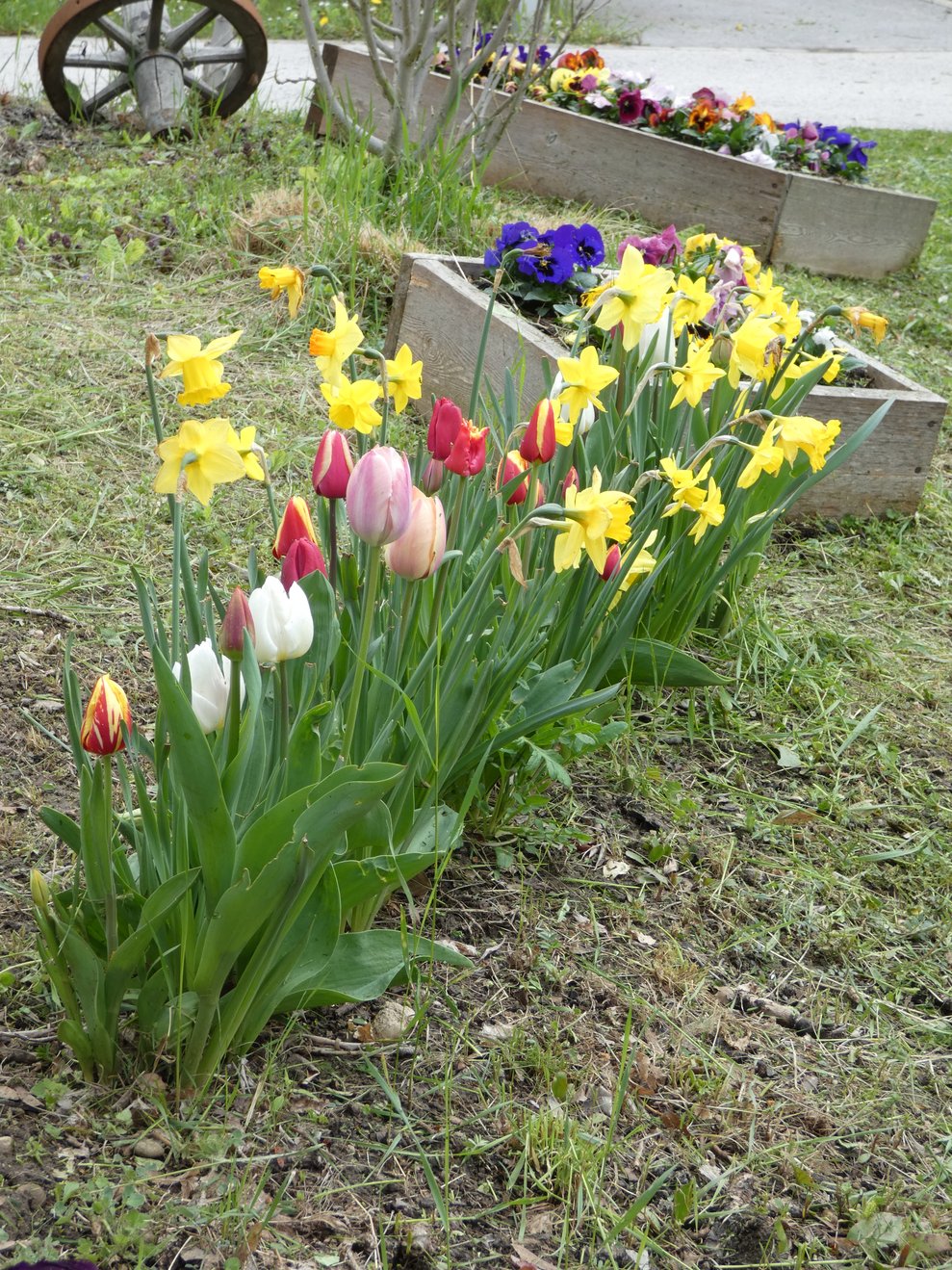 Frühlingsblumen