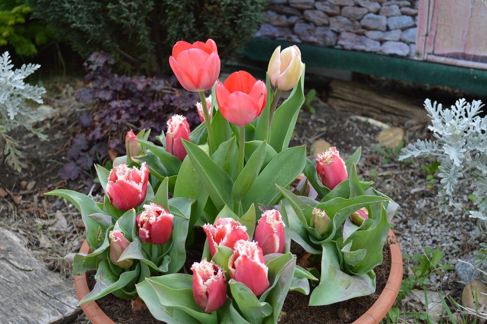 Tulpen.